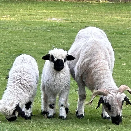 Romantique Petite Chaumiere Pres De Guerande Σπίτι διακοπών Saint-Lyphard